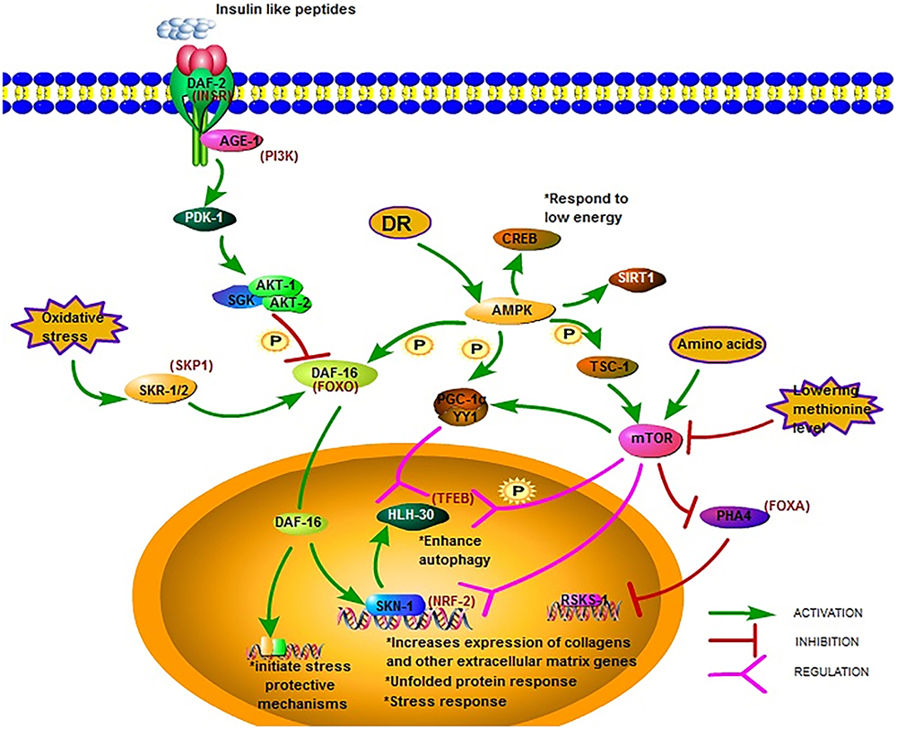 https://www.frontiersin.org/journals/endocrinology/articles/10.3389/fendo.2020.554994/full